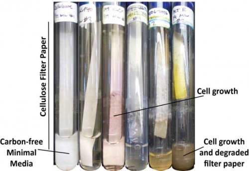 Photo: Test tubes with bacteria growing on filter paper