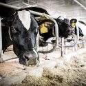 Holstein dairy cows feed at the Dairy Cattle Center at the University of Wisconsin-Madison on May 7, 2014.