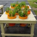 Photo: Plants growing in bucket gardens