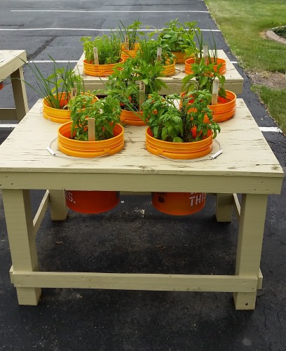 Photo: Plants growing in bucket gardens