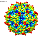 Illustration: Rhinovirus C