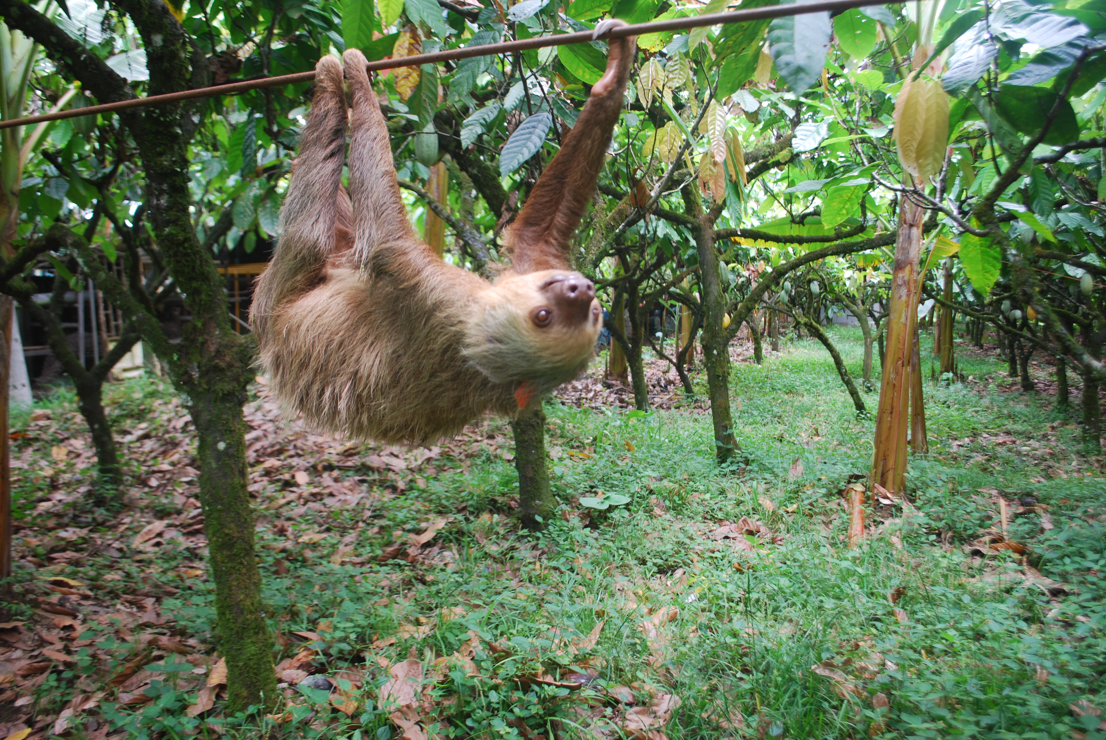 A two-toed sloth transits a plantation in northeastern Costa Rica using a cable ordinarily used to move cacao. A team of UW–Madison scientists recently found why sloths are such deliberate, slow-moving animals.  