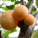 Photo: Galls on a beach tree