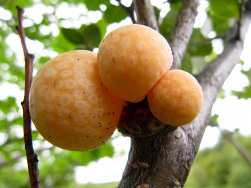 Photo: Galls on a beach tree