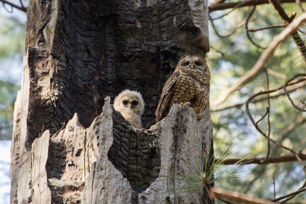 Photo: Owl with owlet in next