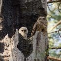 Photo: Owl with owlet in next