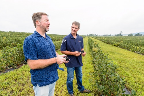 These aronia bushes are too young to produce a useful crop, as Krueger (left) and Nemitz discussing how appearance, taste and nutritional value help aronia break into the market.