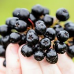 A cluster of aronia berries grown on Adam Nemitz's farm near Tomah, Wisconsin.