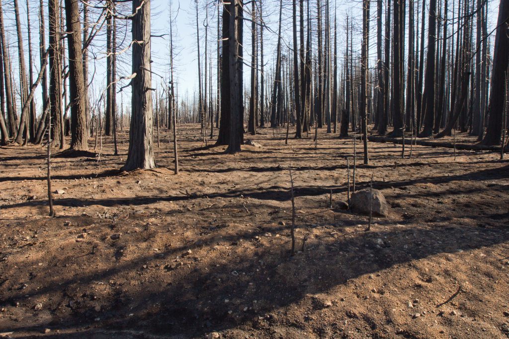 Photo: Burned forest