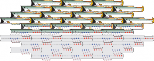 Simple shapes, such as these fish, can tile large surfaces if their geometry allows for symmetry. The edges each tessellating fish share with their surroundings are identical from fish to fish. Similarly, assemblies of collagen protein “tiles” can be achieved when the chemical and physical environments of every tile are designed to be identical, allowing scientists to produce synthetic collagen nanofibers. 