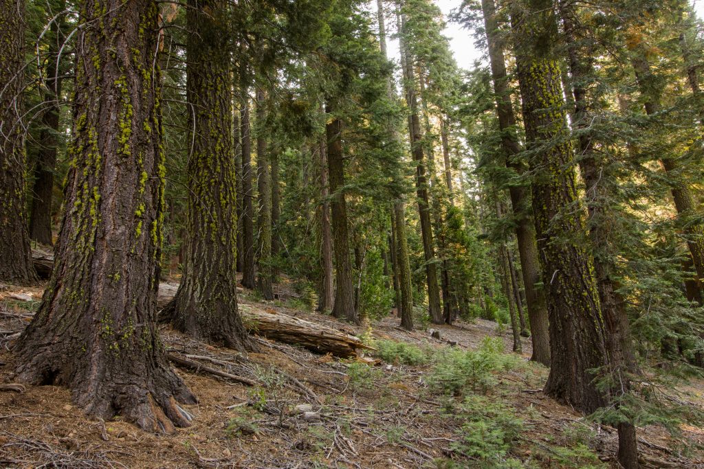 Photo: Forest with large trees