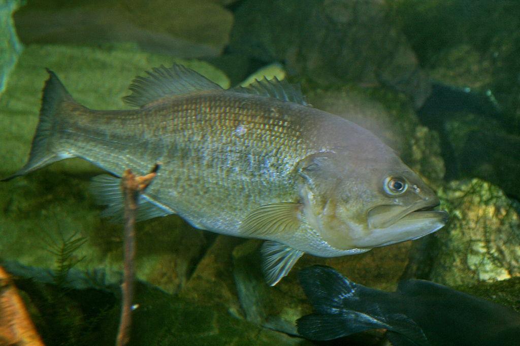 Photo: Largemouth bass