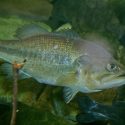 Photo: Largemouth bass