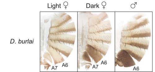 Separated sections from abdomen of Drosophila burlai show (from left) light female, dark female, and male. Notice the resemblance between the dark female and the male? In some conditions, there’s an evolutionary advantage to being able to mask your sex. Numbers refer to section of abdomen. 