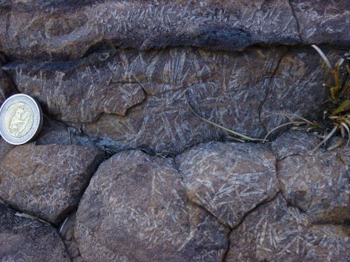 Field photo of barite. Barite blades are seen as white linear structures and granular barite fills the space in between the blades. 