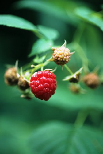 Red raspberry