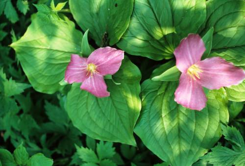 Photo: Trillium