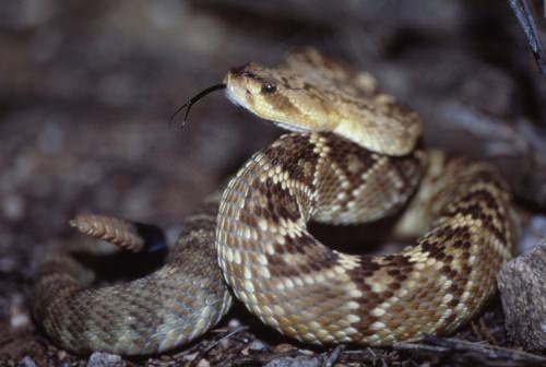 A black-tailed rattlesnake is seen in Arizona. Different species of snakes kept the genes for different types of toxins and shed others, new research shows.