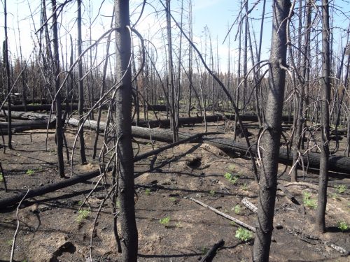 PHOTO: Forest after fire