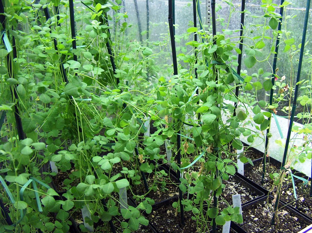 Photo: The model legume Medicago truncatula. The plant and its bacterial symbiont were used in a landmark University of Wisconsin–Madison study to detail the proteins involved in the process of nitrogen fixation, where plant nutrients are drawn from the atmosphere.