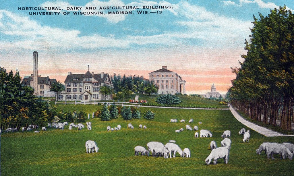 A 1913 postcard shows the agricultural campus, where sheep used to graze. Bascom Hall is visible in the background right. 