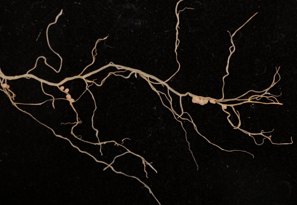 Photo: Nodules on the roots of the model legume Medicago truncatula. The root nodules are where the process of nitrogen fixation takes place.