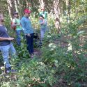 Photo: Students looking at buckthorn