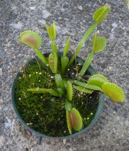 Photo: Venus flytrap plant