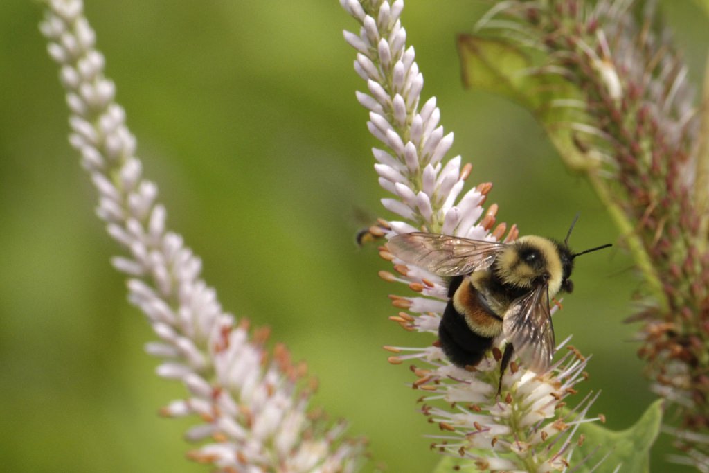 Photo: Rusty-patched bumblebee