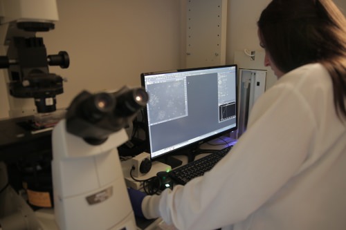 Photo: UW–Madison researchers monitor cancer-killing T-cells using fluorescence microscopy.