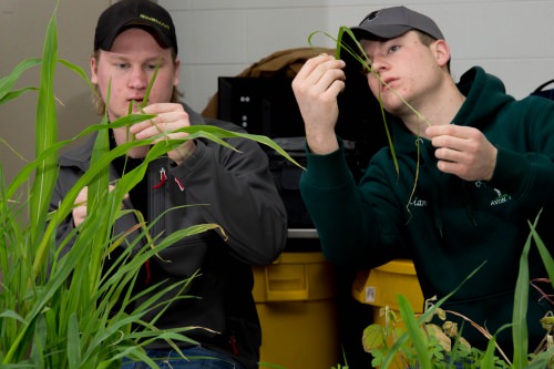 Students get up close and personal with local weeds during a lab at the Farm and Industry Short Course.