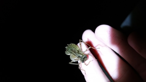 This dragonfly nymph has some unlikely hitchhikers - two zebra mussels - growing on its exoskeleton. The mussels appear to be growing rapidly, considering that the nymph will molt, or shed its skin, several times during the few years it spends in this larval stage. 