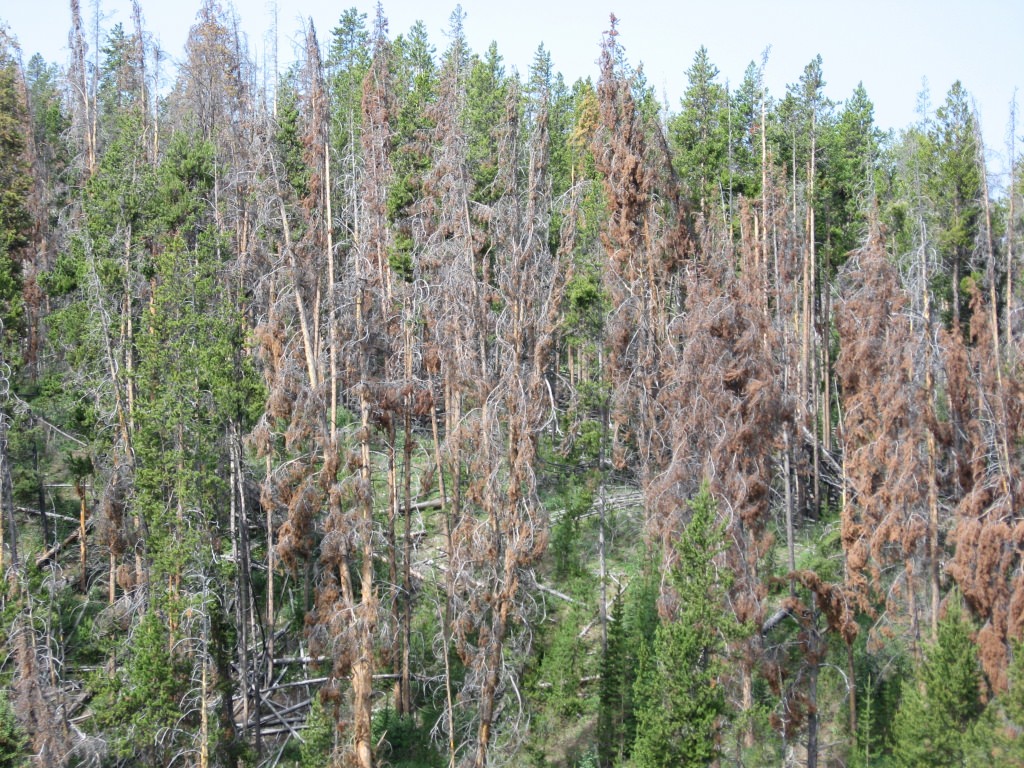 Photo: Lodgepole pine stand