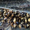 Zebra mussels encrust sections of the UW Hoofers sailing pier pulled out of Lake Mendota in early November. 