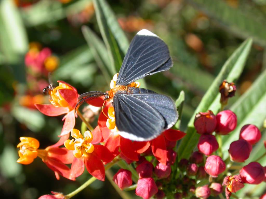  A tropical white-tipped black moth, a species whose northernmost range is typically Florida and the Gulf Coast of Texas, was photographed in the UW–Madison Botany Garden on Oct. 18. The moth was recorded for the first time in Wisconsin and its visit to the state is possibly the northernmost sighting for the moth. 