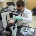 Ben Dungar examines neural cells in the BrainXell lab.