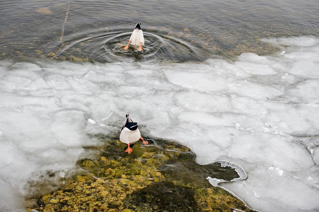 Photo: Ducks dunking heads in water