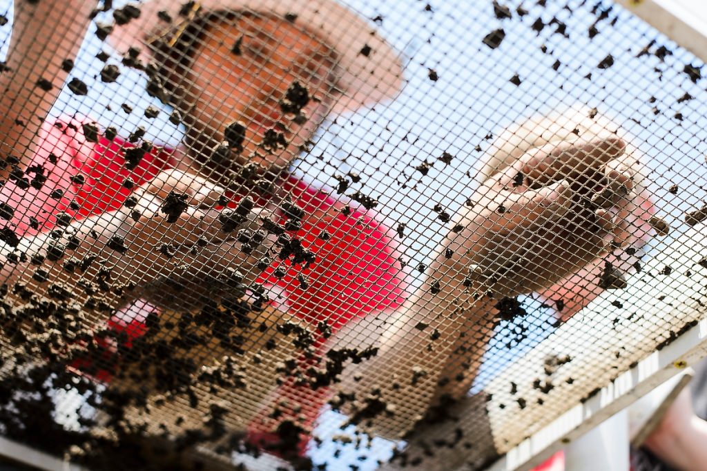 Photo: Student sifting through dirt