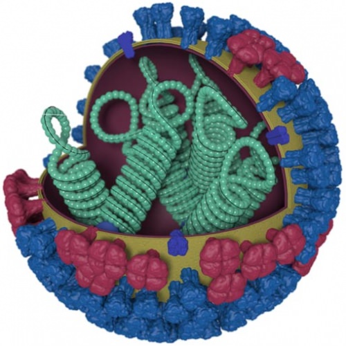 Illustration: An influenza virus