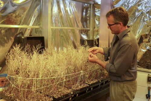 Dan Lauffer, a longtime Fast Plant employee and Brassica expert, in a UW–Madison greenhouse. Seeds from these mature Brassicas will help improve the fast-cycling plants.