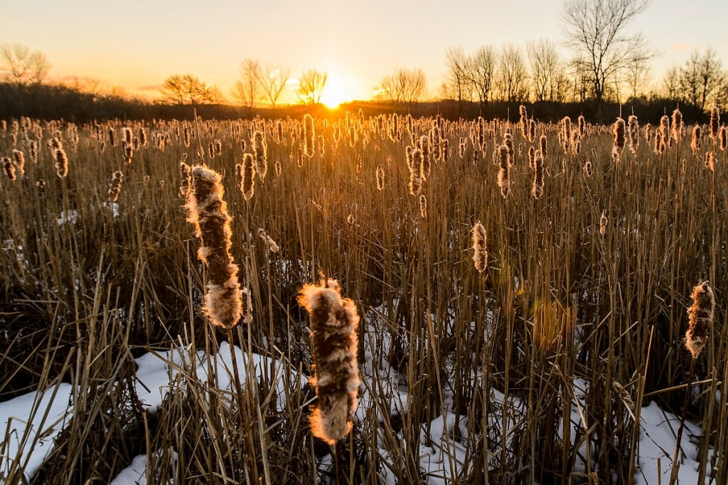 Winter-worn cattails are lit by the sunrise near Lake Wingra inside the UW Arboretum.