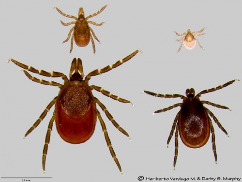 Life stages of the blacklegged or deer tick. Top row: nymph, larvae. Bottom row: female, male. The deer tick is one of the most important disease vectors in Wisconsin and will be under the microscope as a new center for vector borne disease takes shape at UW–Madison.