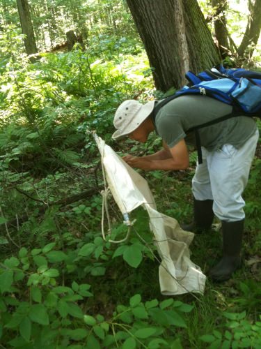 UW-Madison graduate student Xia Lee hunts for ticks.