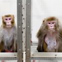 Photo: 2 Rhesus monkeys in cage