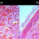 Photo: Bone cells in mouse model