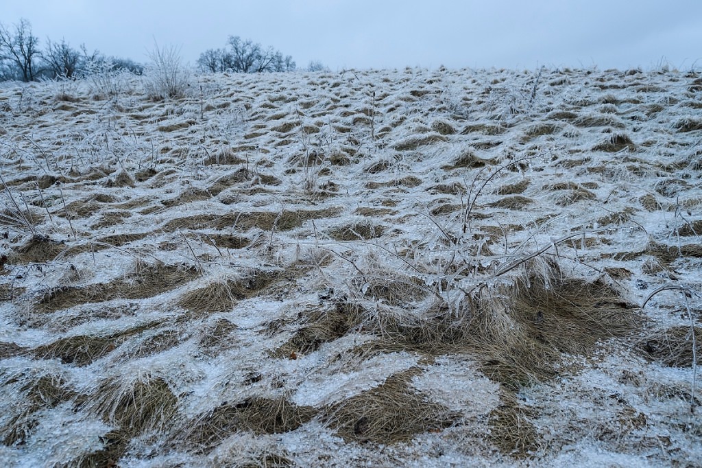 As day falls to dusk during winter on Feb. 22, 2017, a misty-freezing rain falls and a layer of ice coats prairie plants and bare tree branches along a segment of the aptly named Ice Age National Scenic Trail that passes through the University Ridge golf course at the University of Wisconsin-Madison. (Photo by Jeff Miller/UW-Madison)