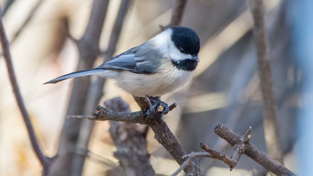 Photo: Black-capped chicadee