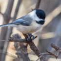 Photo: Black-capped chicadee