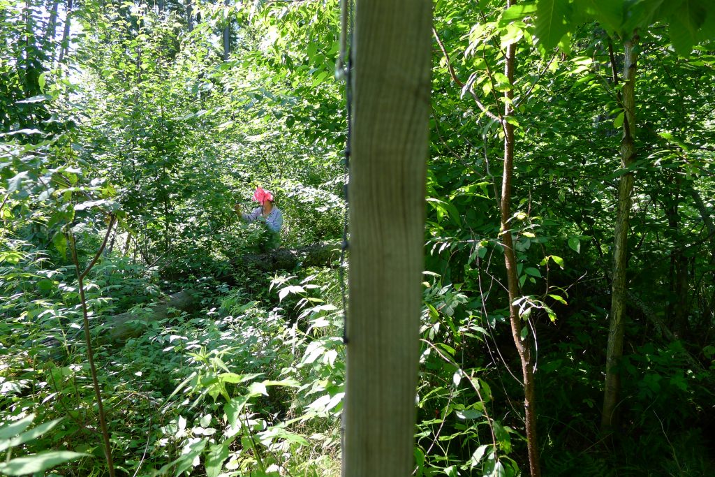 Photo: Forest on both sides of deer exclosure