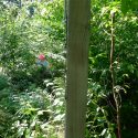 Photo: Forest on both sides of deer exclosure